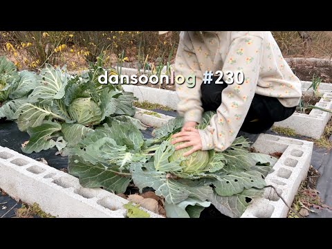 Winter rural life in Korea vlog 230) Emergency food