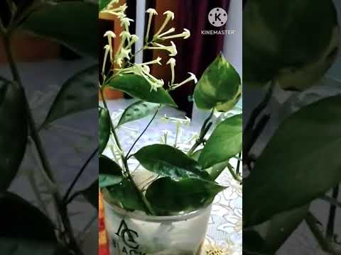 স্নিগ্ধ সুবাসিত হাছনাহানা🌸🌿🍃