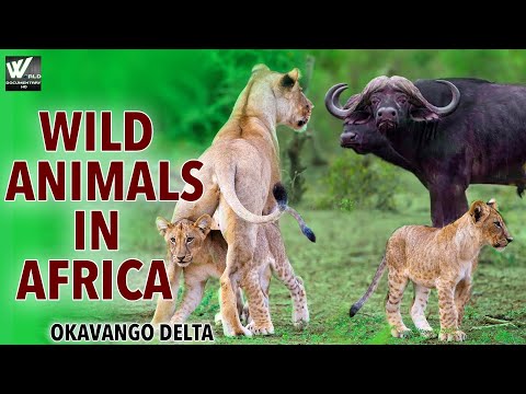 Okavango Delta Wild Animals In Africa | हिन्दी डॉक्यूमेंट्री | Wild Animals In Africa.