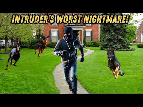 Top 10 Dogs That Can Take Down Any Intruder! 🐶⚔️