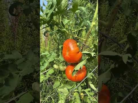 Beefy steak tomatoes Happy 99th birthday #godisgreat #beefsteak #gardeningtips | Pete Renault vlog