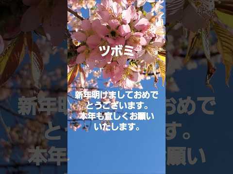 蕾(コブクロ)が正月満開に2025 #music #flowers #song #コブクロ #sakura #蕾 #winter #冬桜 #ヒマラヤ桜 #osaka #冬の花  山田池公園 枚方市