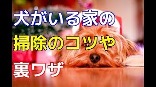 【愛犬のための知識】室内犬を飼っている家の掃除のコツや裏ワザ【犬を知る】