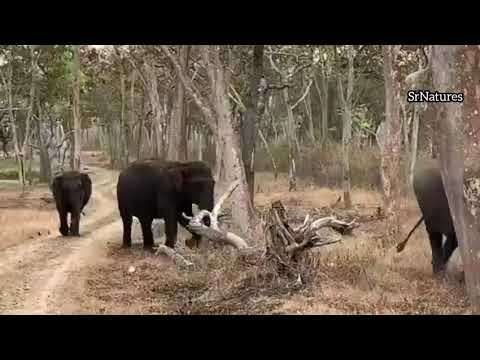 WILDLIFE Bandipur ELEPHANT ATTACK#srnatures