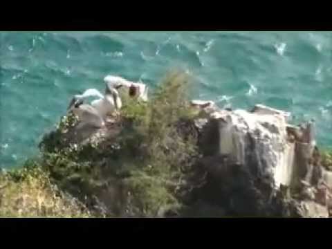 Caribbean Brown Pelican Chicks on St. Maarten