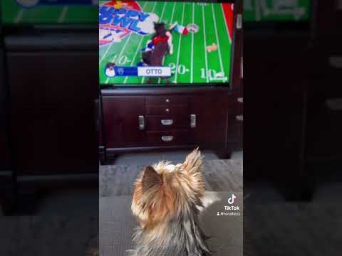 Puppy Bowl 2023 #pets #cute #funny