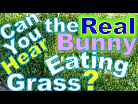 Can You Hear the Bunny Eating Grass?