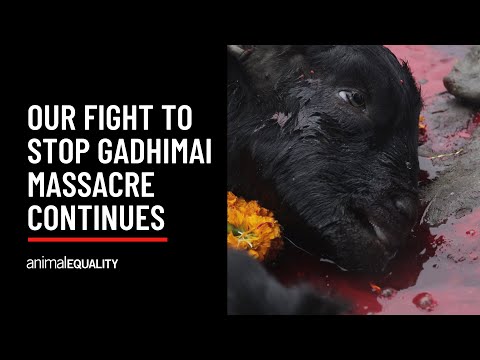 Ending Animal Sacrifice: Our Impact at Gadhimai Festival