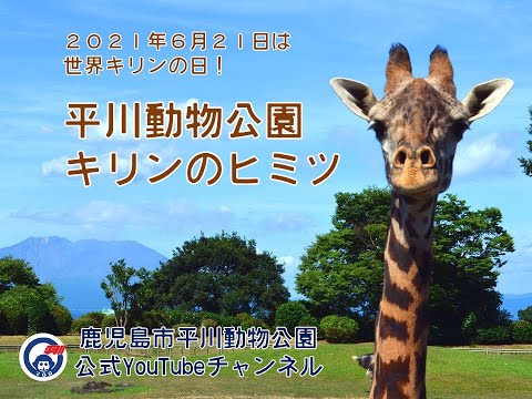 ６月２１日は世界キリンの日！！平川動物公園「キリンのヒミツ」