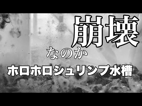 ホロホロシュリンプ水槽、何もせずに2ヶ月が経ちました。　#アクアリウム   #ホロホロシュリンプ