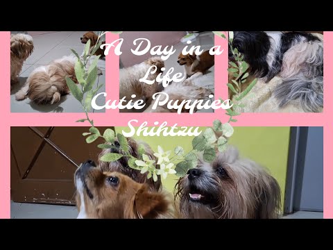 A Day in a Life #Cutie Puppies #shihtzupuppy #pet