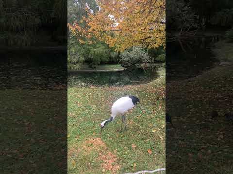 SereneNature#AutumnVibe#RedCrownedCrane#GrusJaponensis#EndangeredSpecies#MajesticBird#BeautifulBirds