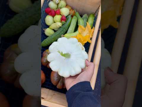 Homegrown veggies! Fresh from the Backyard garden #homegardening #backyardvegetablegarden #garden