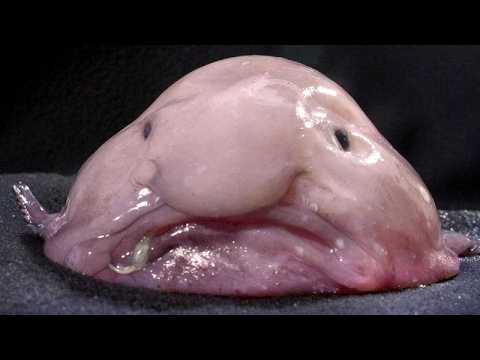 10 Strangest Animals On Earth