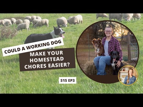 S15: E3: Could a Working Dog Make Your Homestead Chores Easier?