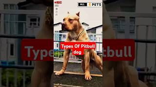 Type of Pitbull dog #shorts #ytshorts #viralshorts #pitbull