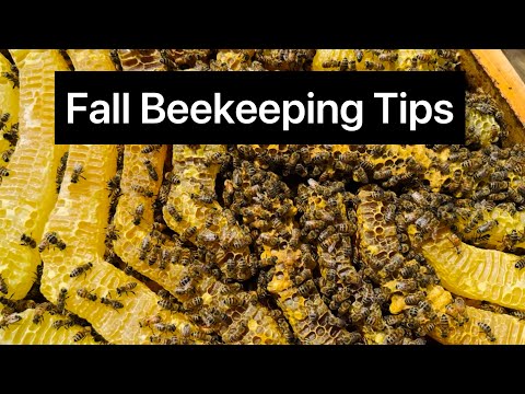 Fall Beekeeping Tips