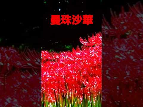 満開の彼岸花 曼珠沙華(藤あや子)2024 #music #flowers #彼岸花 #曼珠沙華 #藤あや子 #山口百恵