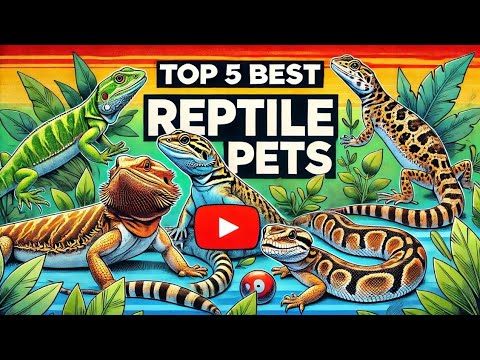 "Top 5 Best Reptile Breeds for Pets | Find the Perfect Reptile for Your Home!"