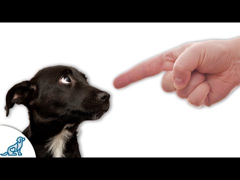 Are You Accidentally Being A Bad Leader For Your Puppy?