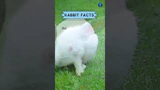 Rabbit facts #shorts #facts #rabbit #rabbitfacts