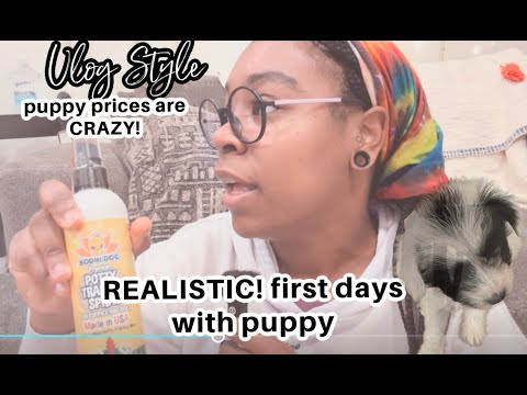 Bringing home puppy REALISTIC ! | how to find an affordable puppy and supplies | day 1 with puppy