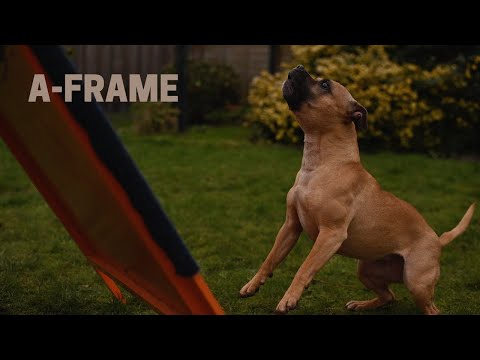 A-Frame with a Staffordshire Bull Terrier - Short Film