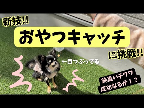 【犬芸】チワワが新技”おやつキャッチ”に挑戦したら...🐶✨