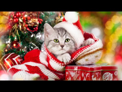 Extreme relaxation music for restless cats 🎄 Christmas Music for Cats! Music that cats love