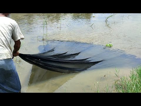 এই দাদুটি জাল দিয়ে কিভাবে মাছ ধরে দেখুন