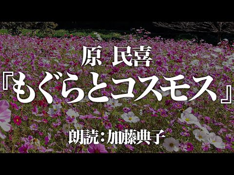 原民喜『もぐらとコスモス』朗読:加藤典子