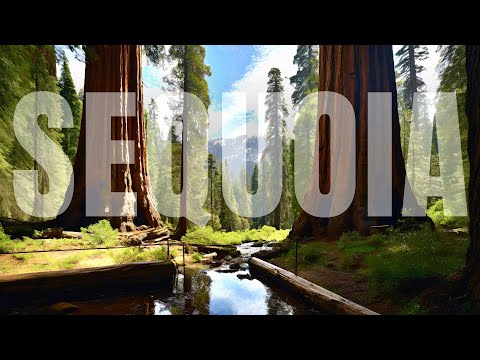 Sequoia National Park ATTRACTIONS | Travel Guide