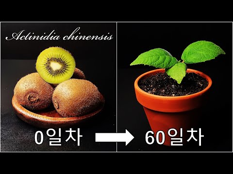 키위를 키우는 간단한 방법｜외국 다래 키위 키우기｜나만의 키위 나무 키우기｜참다래｜양다래｜How to grow #63 Kiwi Fruit