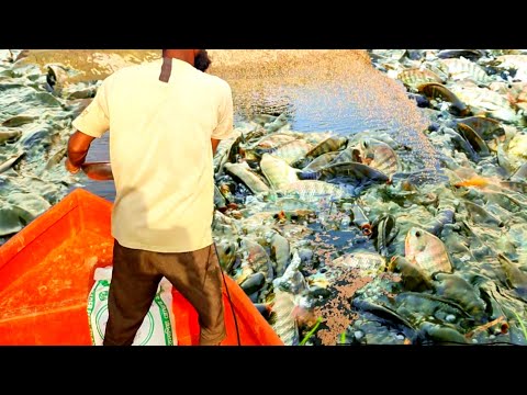 Fishermen Fishing Give feeding a Lot of Fish on Ponds