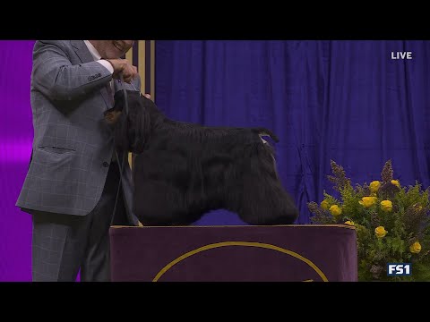 Micah the Cocker Spaniel wins the Sporting Group | Westminster Kennel Club