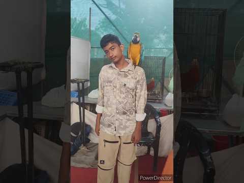 പഞ്ചവർണ്ണ തത്ത ഷോൾഡറിൽ ഇരുന്നപ്പോൾ 🐦😍#macaw#petshow#nujoom #ytshorts#dream#rap#mhr