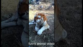 These funny animals both delight and inspire. #shortsvideo #short #shorts