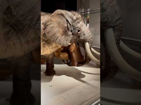 The Secret World of Elephants–Sneak Peek!