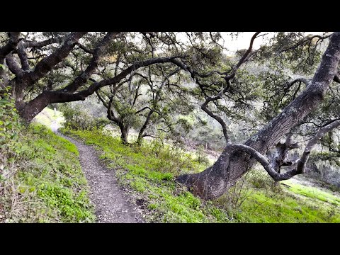 [4KHDR] 2K in 4K:  Moore Creek Preserve, Santa Cruz