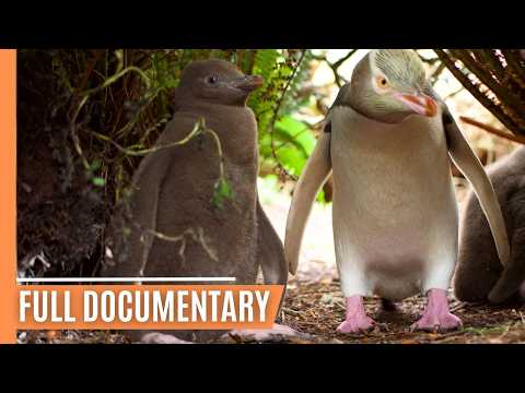 The Great Penguin Journey -  Love and Survival in the South | Full Documentary