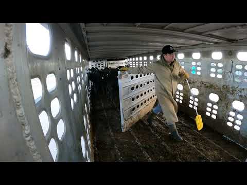 420 pound Heifer’s, nice and easy | Livestock Unloading