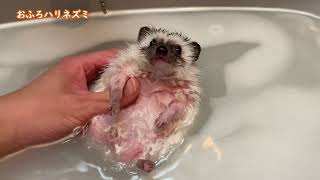 はりねずみのいる日常(Daily life with a hedgehog)(#ハリネズミ、#hedgehog)