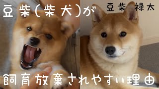 【柴犬・豆柴】飼う前に知っておいた方がいいこと、大変なこと１０