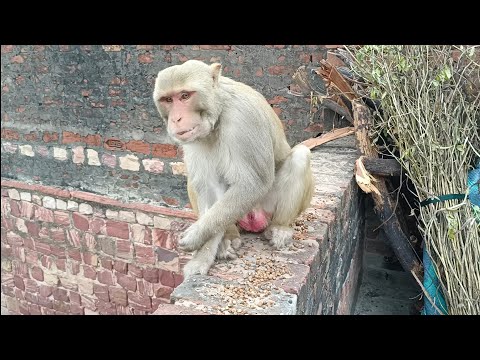 Bandar | bandar wala | bandar ki video | monkey video | monkey cartoon | bandar wala cartoon | बंदर