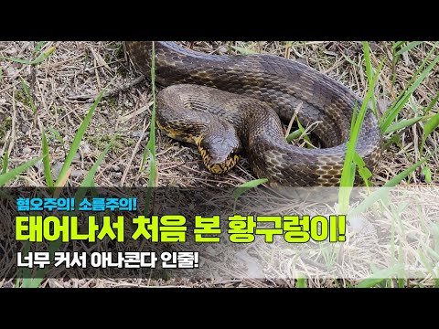 #혐오주의 #소름주의 .. 태어나서 처음 본 황구렁이! 너무 커서 아나콘다 인줄 / I've never seen such a big snake