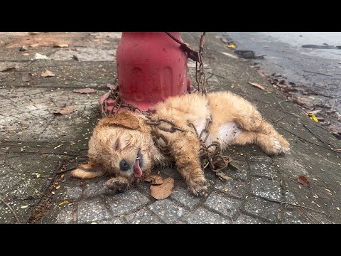 The Puppy Was Chained for a Long Time, Longing for Freedom and Love 😢💔