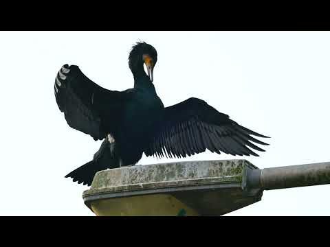 Great Cormorant (Phalacrocorax carbo) drying its wings - Oirschot (Netherlands) 31-2-2025