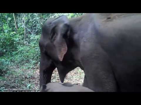 Elephant calf caught on camera in Cambodia