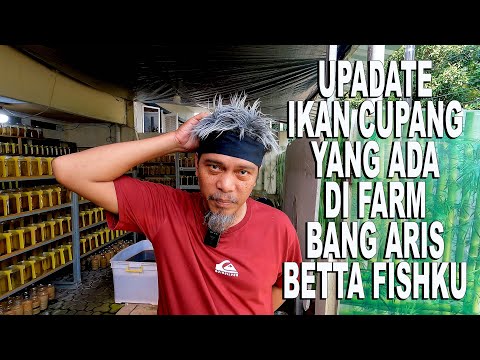 UPADATE IKAN CUPANG BANG ARIS BETTAFISHKU