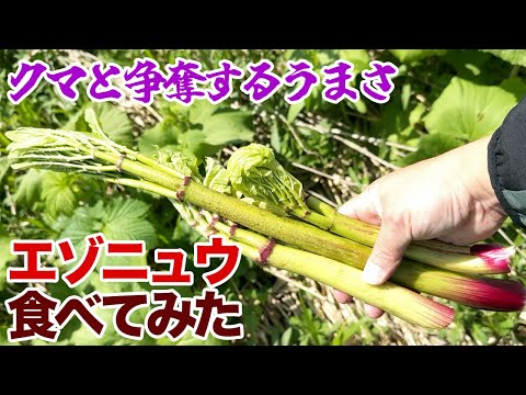 クマと争奪するうまさ！エゾニュウ食べてみた